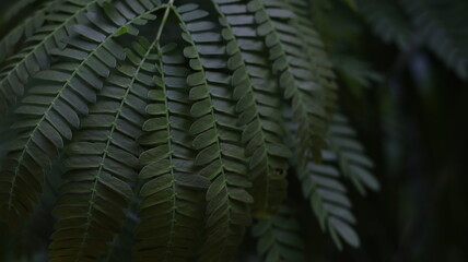 Dark green fern leaves in low light, perfect for moody nature backgrounds, forest aesthetics, or tropical visuals.
