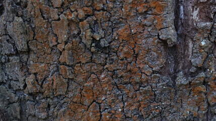 Macro of tree bark with orange and brown hues, ideal for textures, earthy designs, or natural backgrounds.