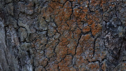Close-up of rugged bark with red and black tones, great for natural textures or environmental educational materials.