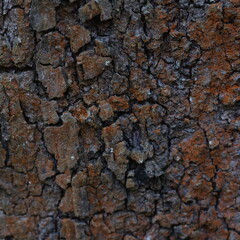 tree bark texture