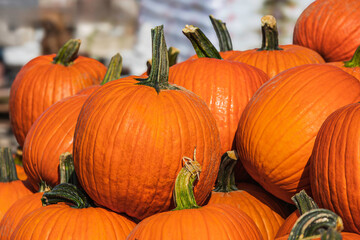large, vibrant orange pumpkins displayed on a wooden surface,  autumn harvest