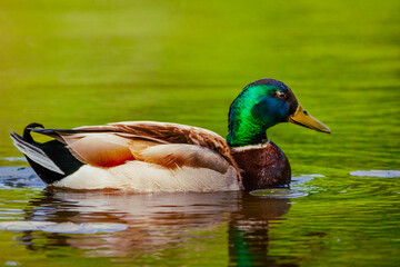 Mallard  duck , male (nas platyrhynchos),  on a lake