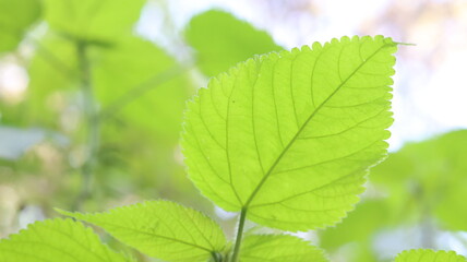 Bright green leaves lit by natural light, excellent for eco-friendly campaigns, organic branding, or health themes.