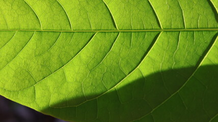Close-up of leaf veins under natural light, great for science visuals, eco infographics, or plant biology topics.