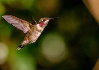 Hummingbird in flight
