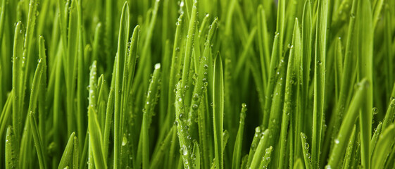 Fresh green wheatgrass with water drops, closeup