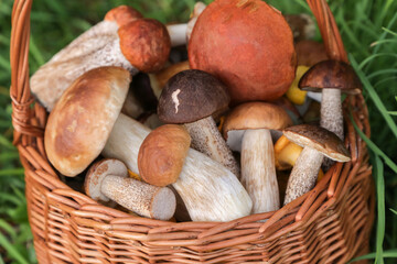 Edible wild mushrooms porcini boletus harvest in wicker basket in grass. Harvesting different mushroom in forest close up, macro
