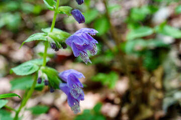 Meehania in Bloom on the Forest Floor