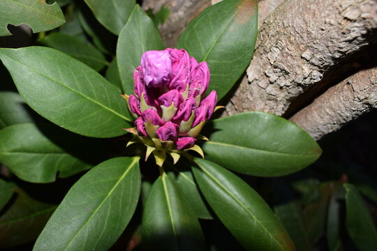 Rhododendron flower petals, from budding process