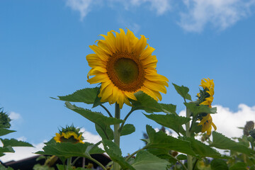 A sunflower with blue sky