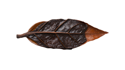 A single brown leaf with veins on a transparent background close up view