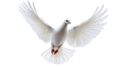 Fototapeta premium A White Dove In Flight With Its Wings Spread Wide Isolated On A Transparent Background The Dove Is A Symbol Of Peace Hope And Purity