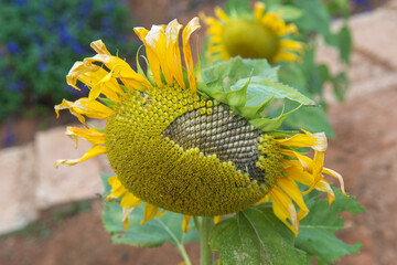 Close-up of sunflower