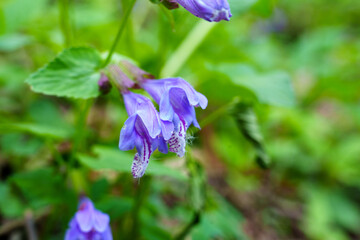 Meehania in Bloom on the Forest Floor