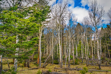 Aspen trees and Pine trees in a landscape