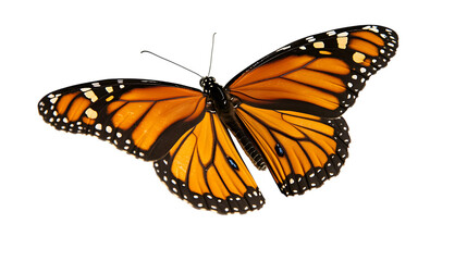 Close up of a monarch butterfly with its wings spread on transparent background