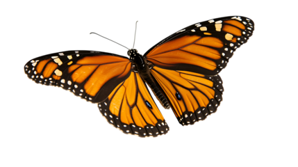 Close up of a monarch butterfly with its wings spread on transparent background
