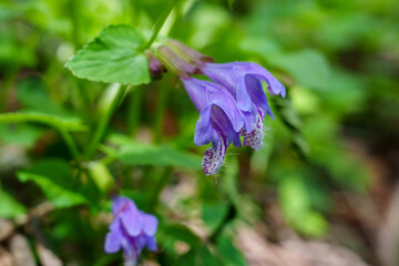 Meehania in Bloom on the Forest Floor
