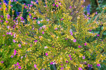 Flowers of Mexican Heather | Cuphea hyssopifolia Kunth