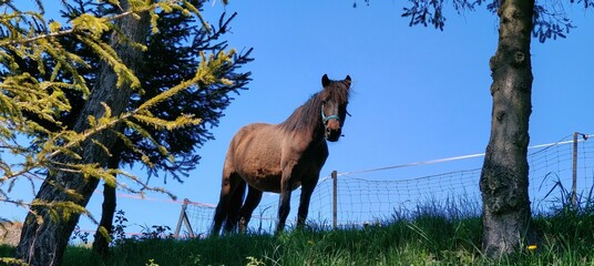 horse in the field