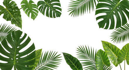 Lush green palm leaf isolated on a white background. Tropical coconut palm fronds casting shadows....