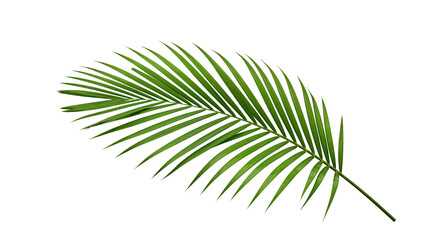 Lush green palm leaf isolated on a white background. Tropical coconut palm fronds casting shadows....