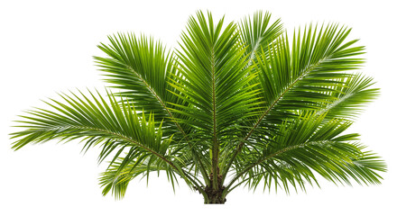 Palms Tree with Large Fan-shaped Leaves – Tropical Tree PNG