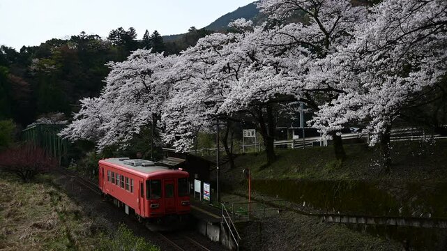 桜咲く日当駅を発車する樽見鉄道ハイモ295 （樽見鉄道 日当, 2025年4月）