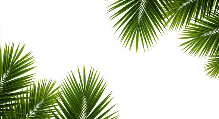Lush green palm leaf isolated on a white background. Tropical coconut palm fronds casting shadows. Evergreen plant foliage, clip art for summer design elements, cut out, PNG