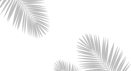 Realistic shadow overlay effect. Natural palm leaf shadows isolated on transparent background. Tropical coconut branch shade, foliage silhouette decoration. Design element for summer spring projects