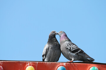 pigeons on the roof