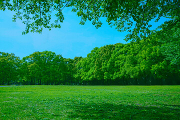 緑の公園