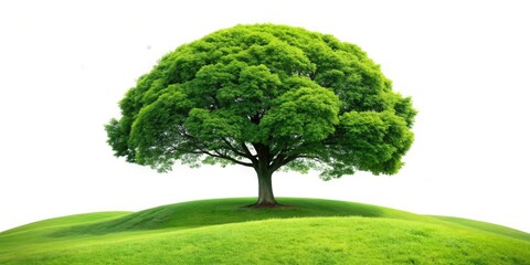 Majestic Oak Tree Hillside Landscape, Green Meadow, Summer Scenery, Nature Photography, Rural Vista, Countryside View, Rolling Hills, Sunlight, Greenery