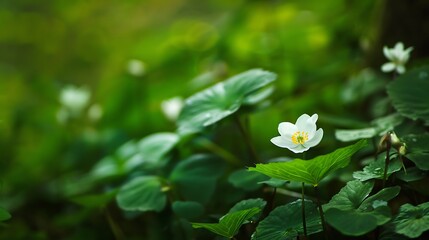 White Flowers Blooming Amidst Lush Green Leaves in a Natural Environment