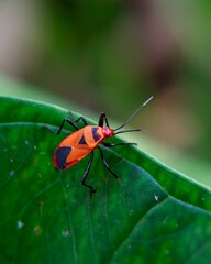 Pyrrhocoridae or Red Cotton Bugs on Green Leaves – Close Up Macro Shot (Dysdercus cingulatus)