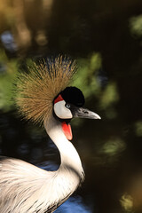 grey crowned crane