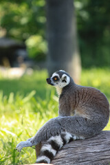ring tailed lemur