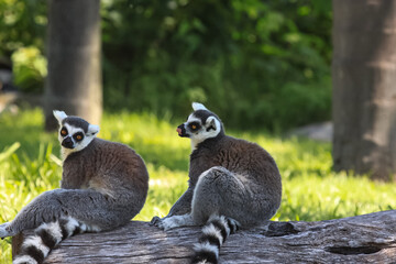 ring tailed lemur