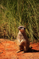 meerkat on the lookout
