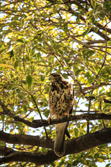 mixed hawk