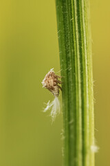 bug