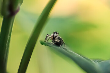 spider on a leaf