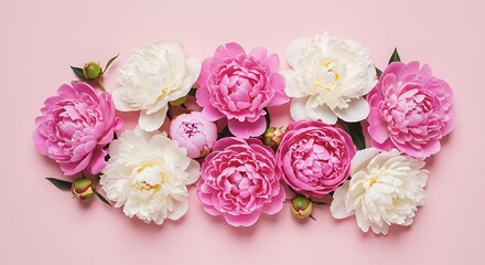 Pink & White Peony Bloom