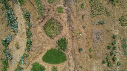 green grass on the ground