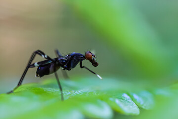 fly on leaf