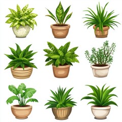 Fototapeta premium Assorted potted plants illustration showcasing various species in decorative containers against a white background botanical art