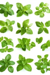 Fresh Mint Leaves Collection on White Background Overhead Shot Culinary Herb Ingredient Food Preparation Plant Spearmint Peppermint Garden Herb Aromatherapy