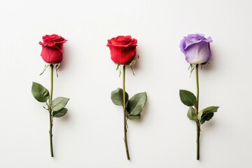 Three colorful roses arranged in a row on a white background flat lay studio shot floral arrangement botanical