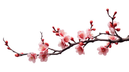 Tree Branch with Flower Isolated on Transparent Background

