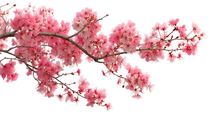 Obraz premium Tree Branch with Red Flowers Isolated on Transparent Background